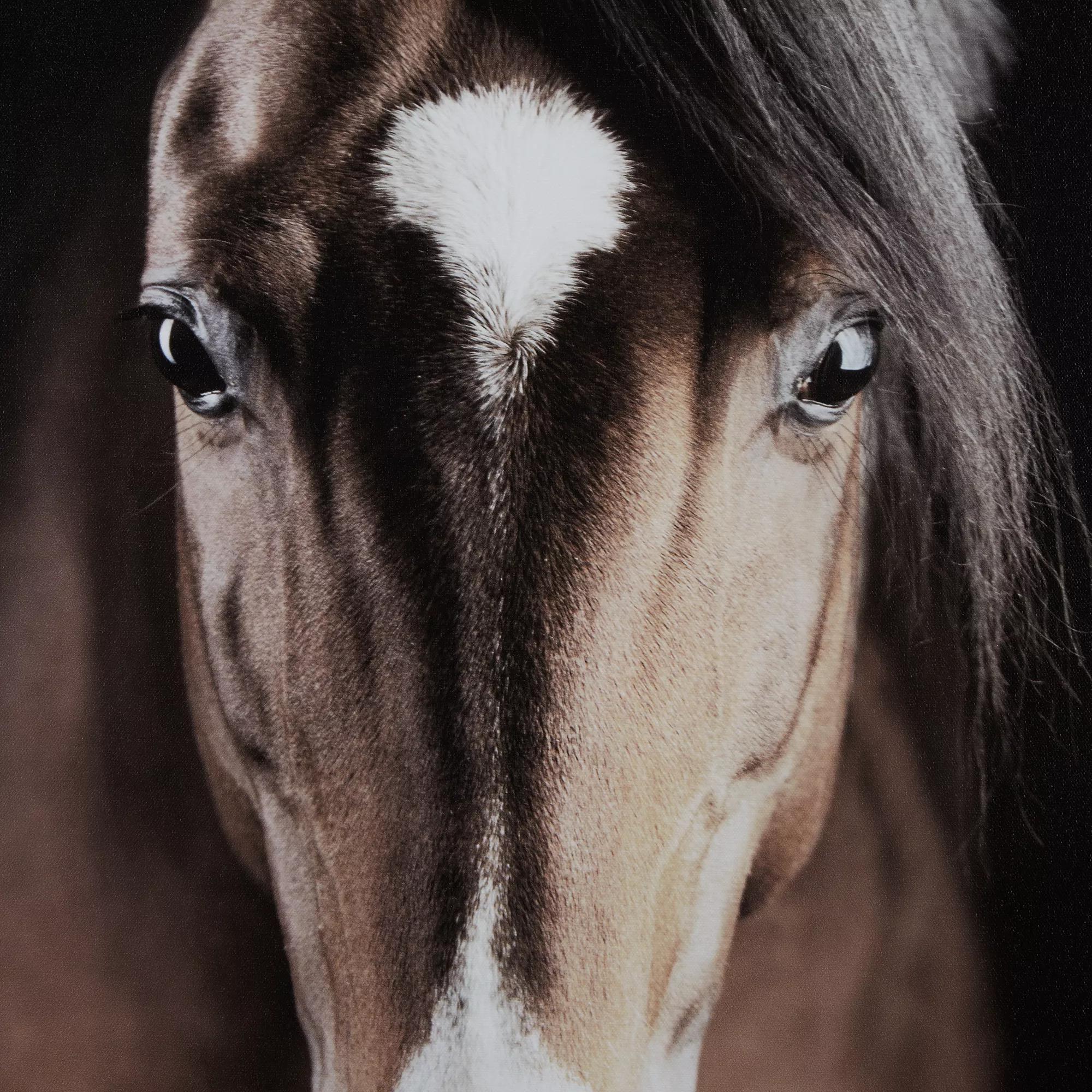 Brown Horse Printed Canvas
