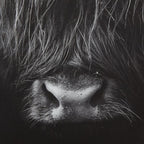 Black & White Highland Cow Printed Canvas