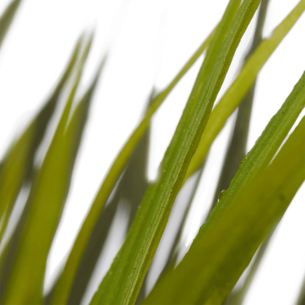 Textured Ceramic Potted Tropical Plant