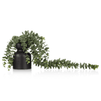 Waterfall Eucalyptus in Black Pot