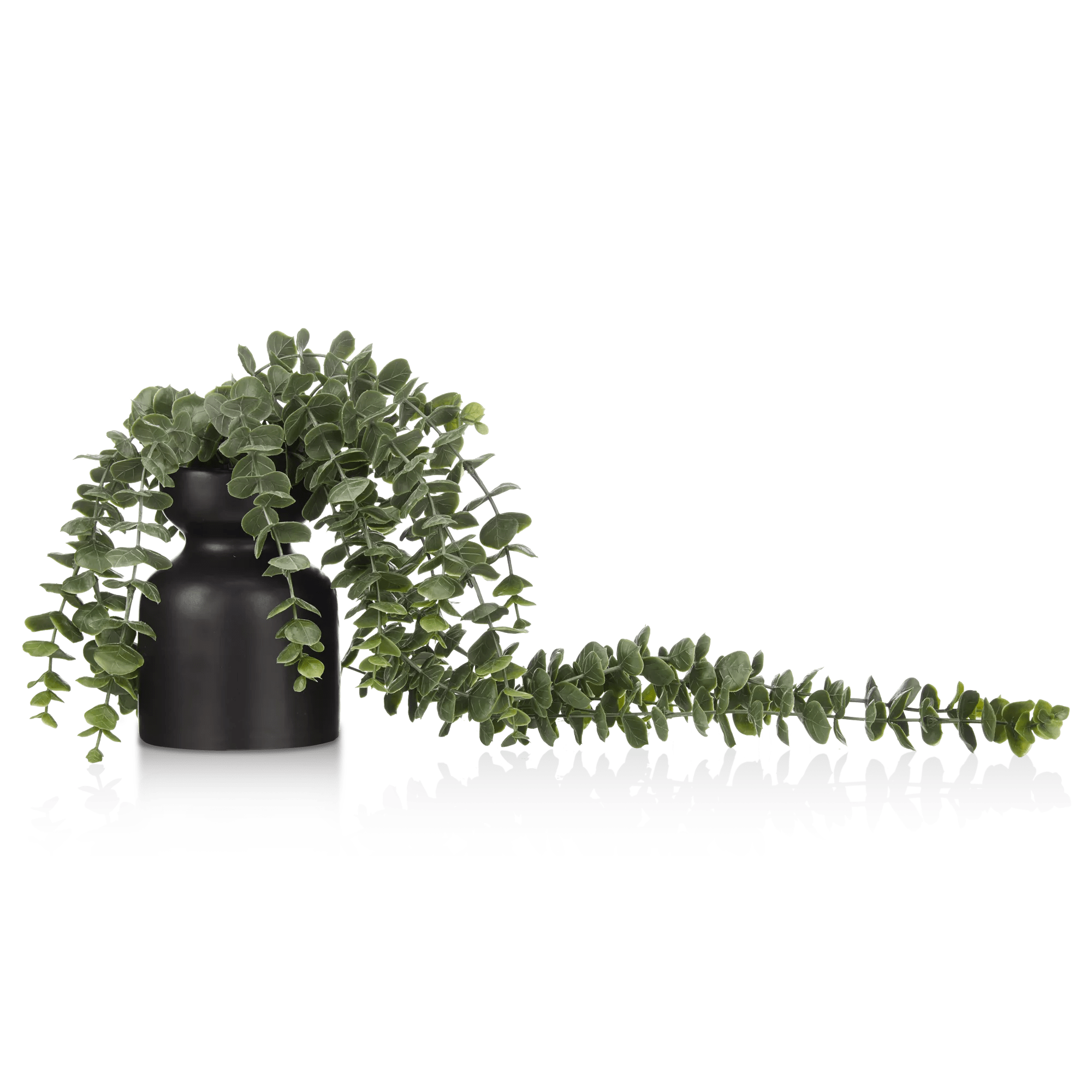 Waterfall Eucalyptus in Black Pot