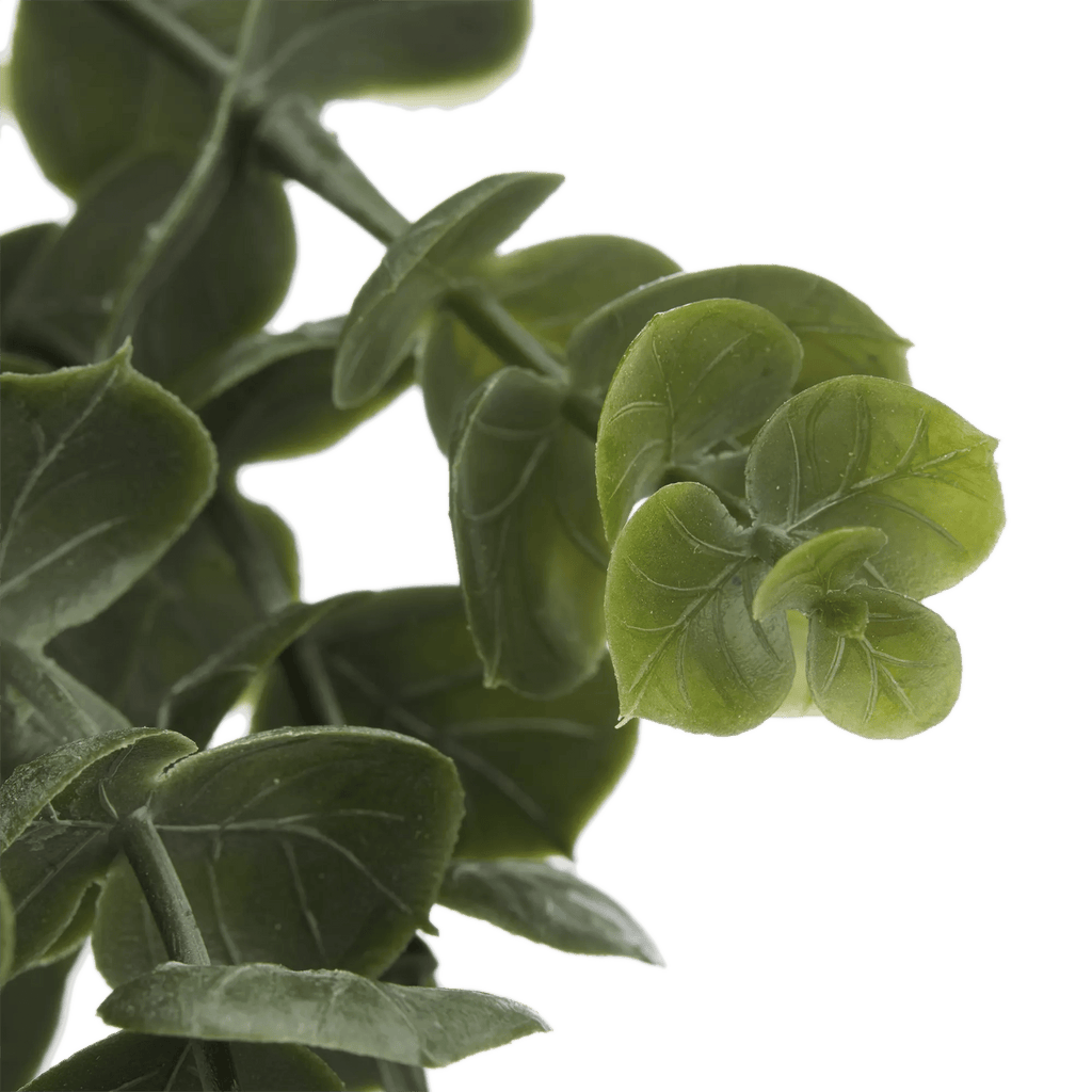 Waterfall Eucalyptus in Black Pot