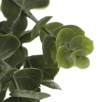 Waterfall Eucalyptus in Black Pot