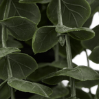 Waterfall Eucalyptus in Black Pot