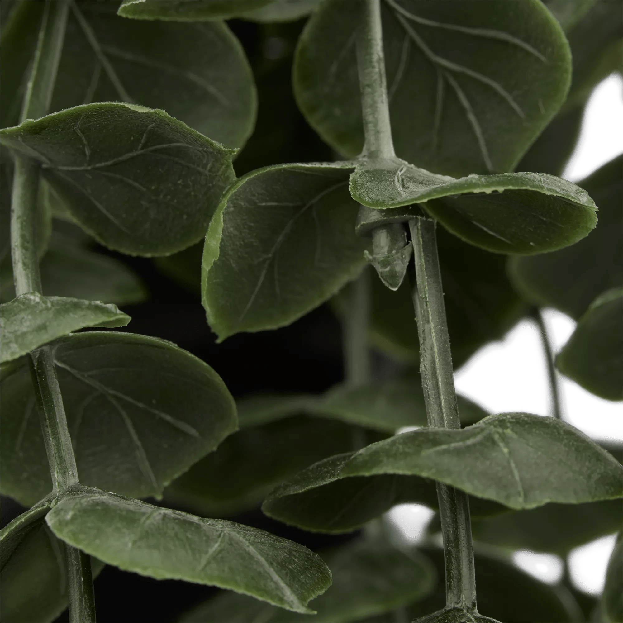 Waterfall Eucalyptus in Black Pot