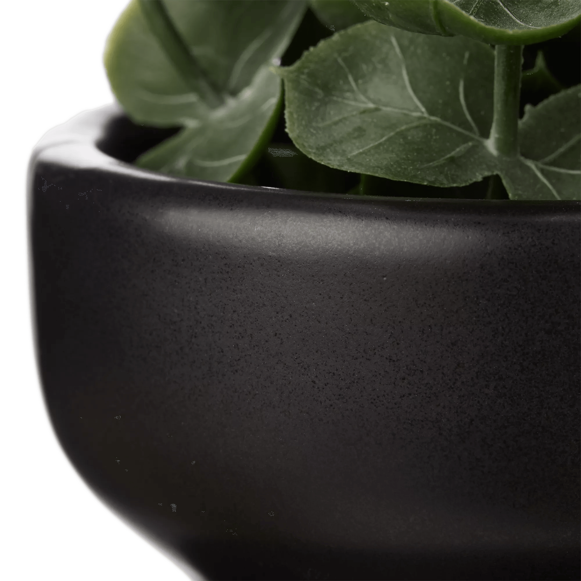 Waterfall Eucalyptus in Black Pot