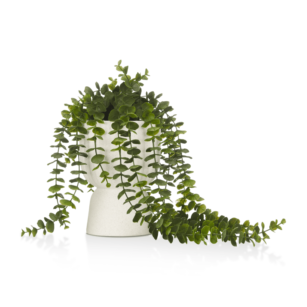 Waterfall Eucalyptus in White Hourglass Pot