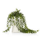 Waterfall Eucalyptus in White Hourglass Pot