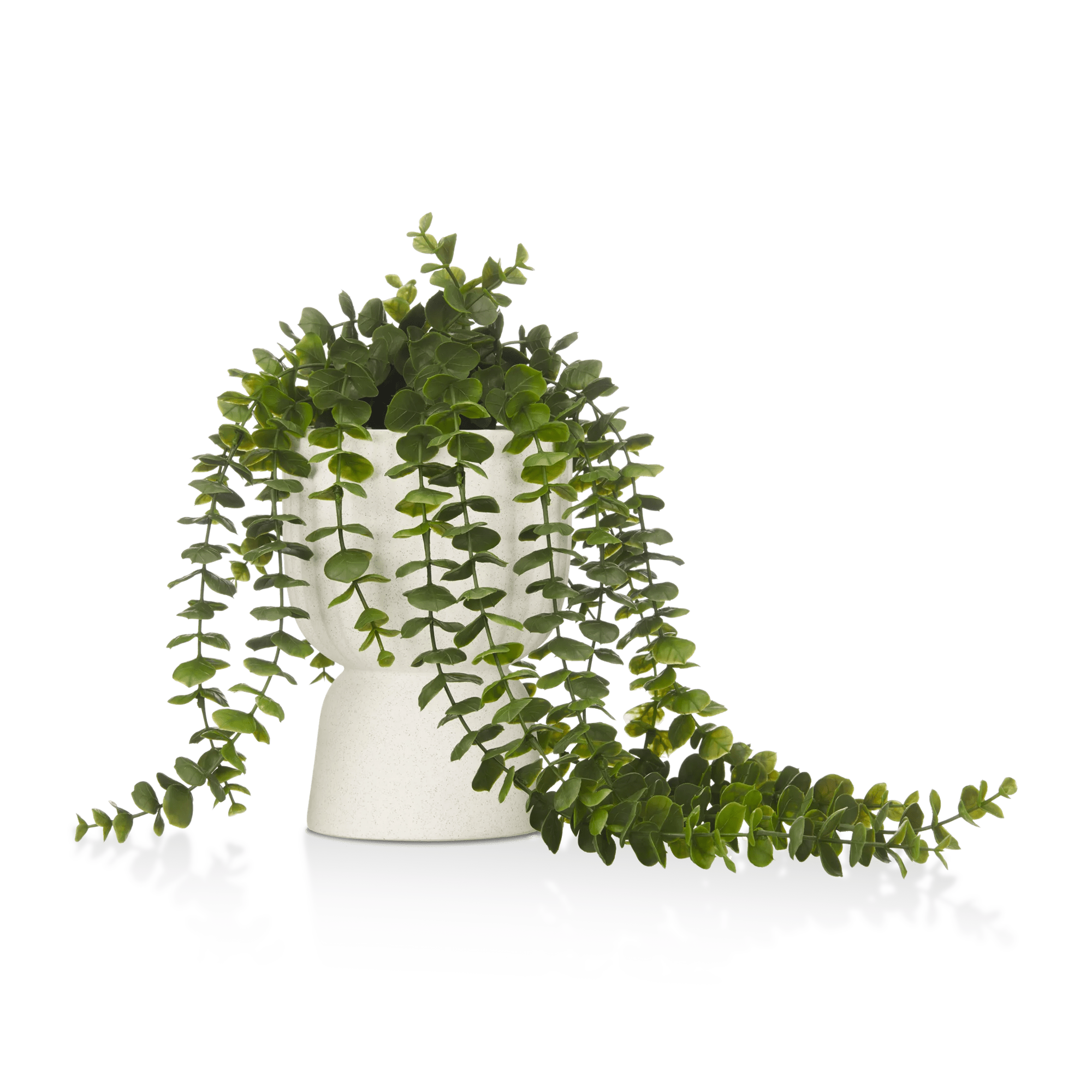 Waterfall Eucalyptus in White Hourglass Pot