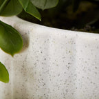 Waterfall Eucalyptus in White Hourglass Pot