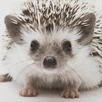 Hedgehog Framed Canvas