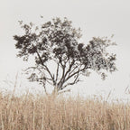 Typography Framed Art