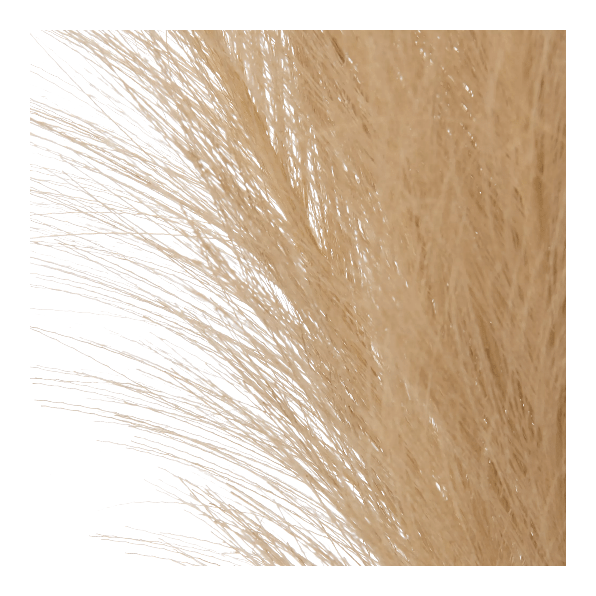 Pampas Bouquet in Vase