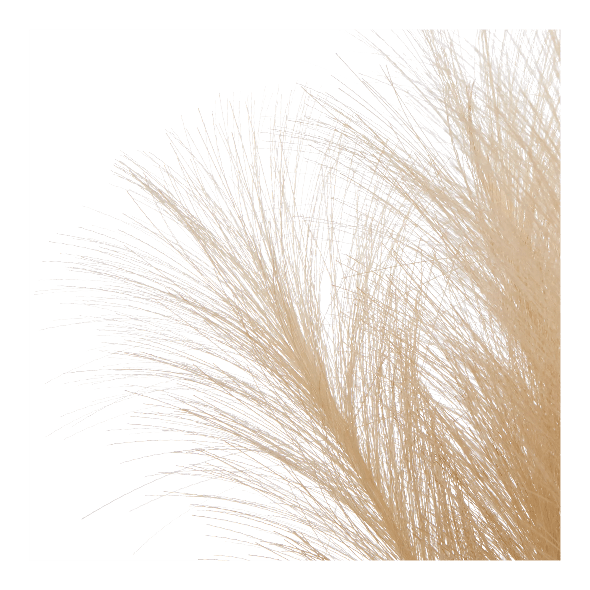 Pampas Bouquet in Vase