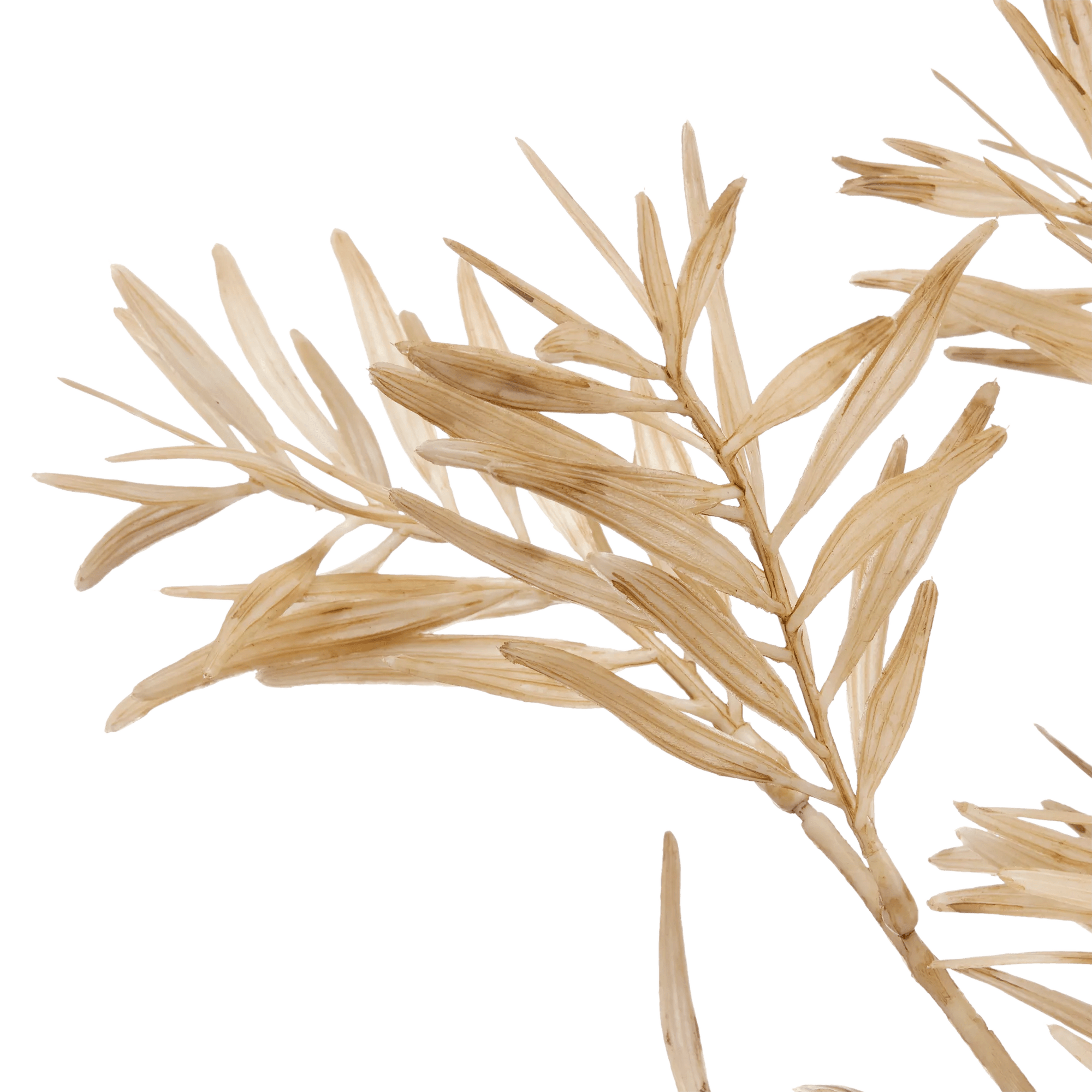 Beige Wild Leaves Stem