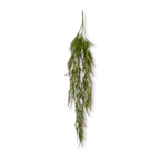 Hanging Fern