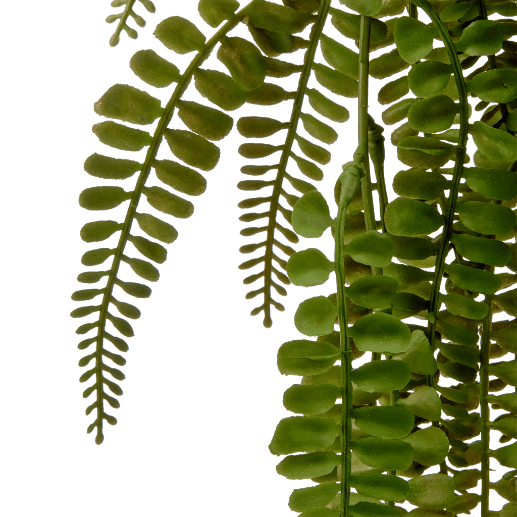 Hanging Fern