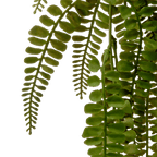 Hanging Fern