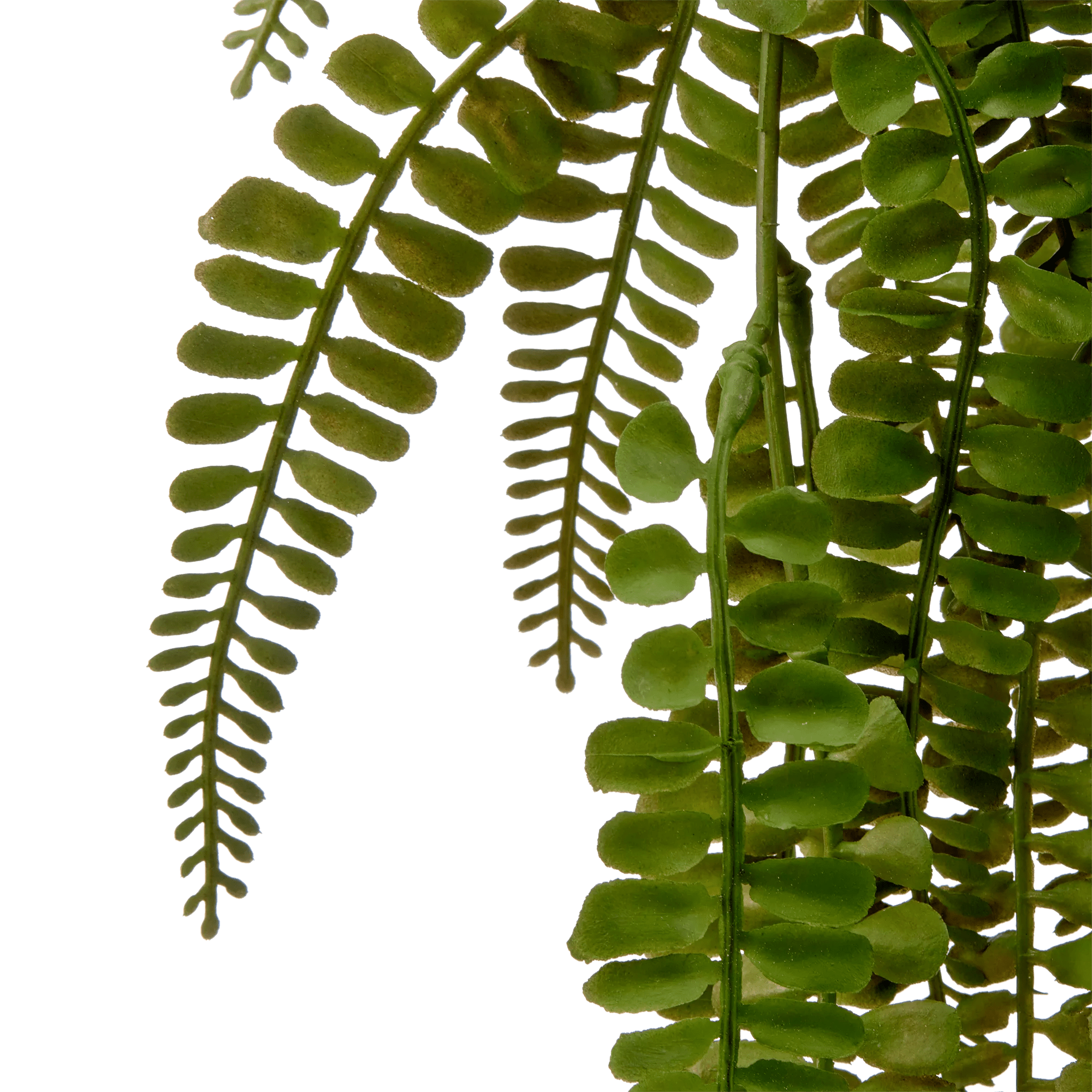 Hanging Fern
