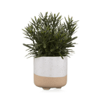 Artificial Plant in Ceramic Pot