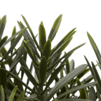 Artificial Plant in Ceramic Pot