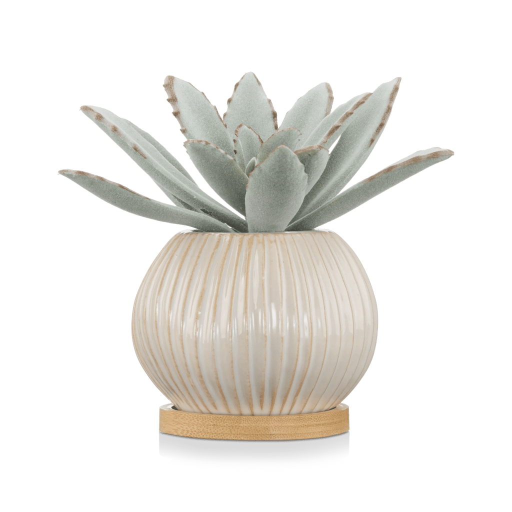 Succulent in Ceramic Pot