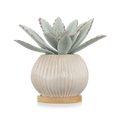 Succulent in Ceramic Pot