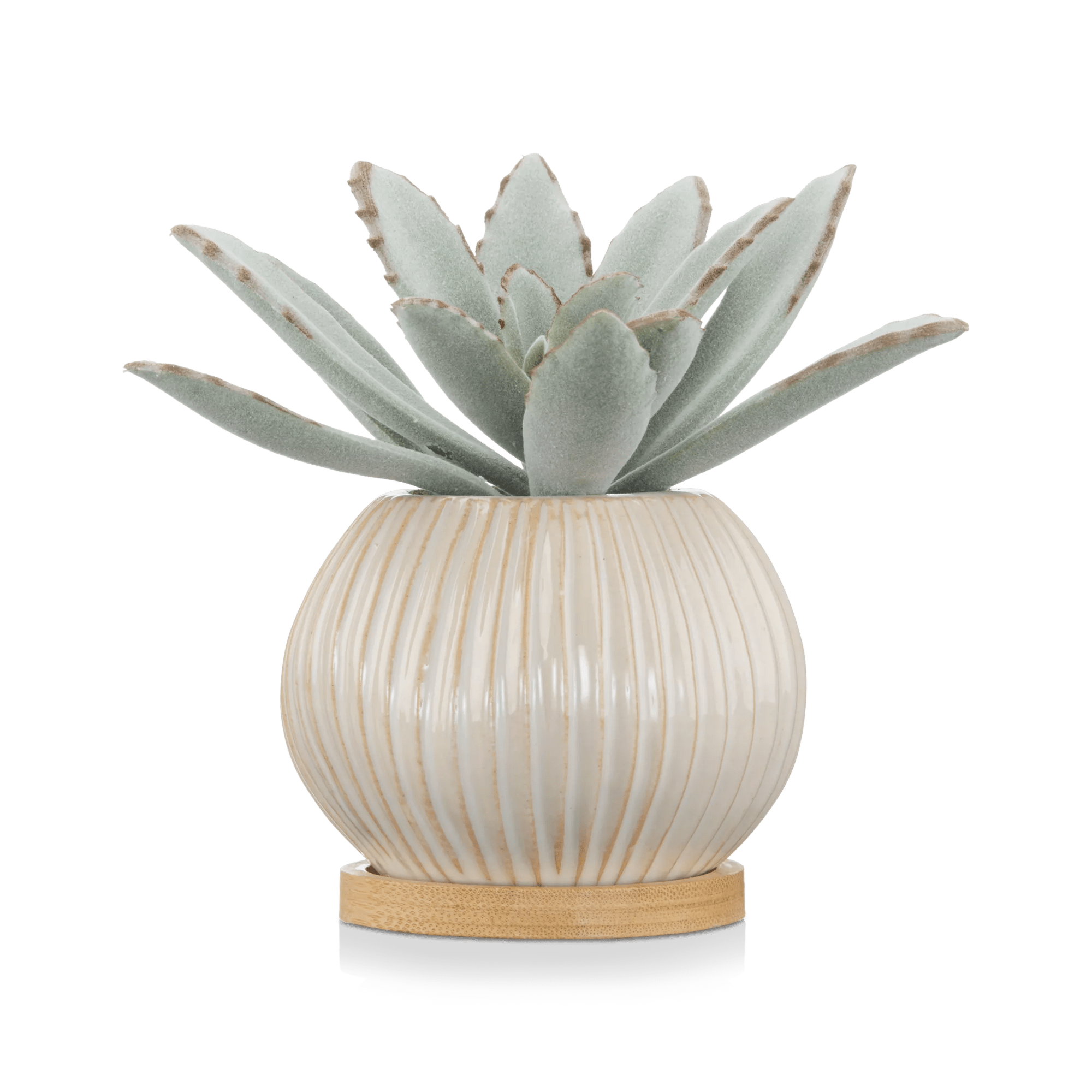 Succulent in Ceramic Pot