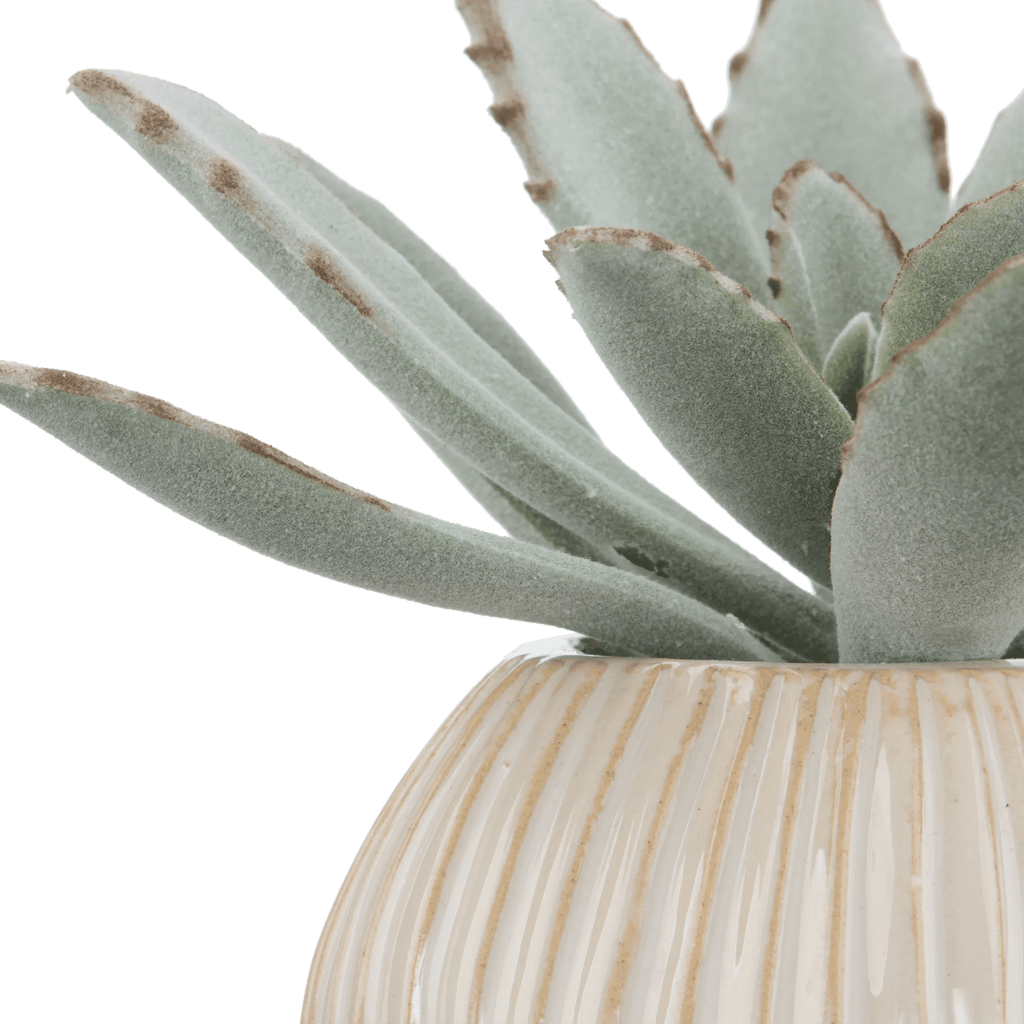 Succulent in Ceramic Pot