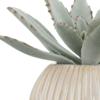 Succulent in Ceramic Pot