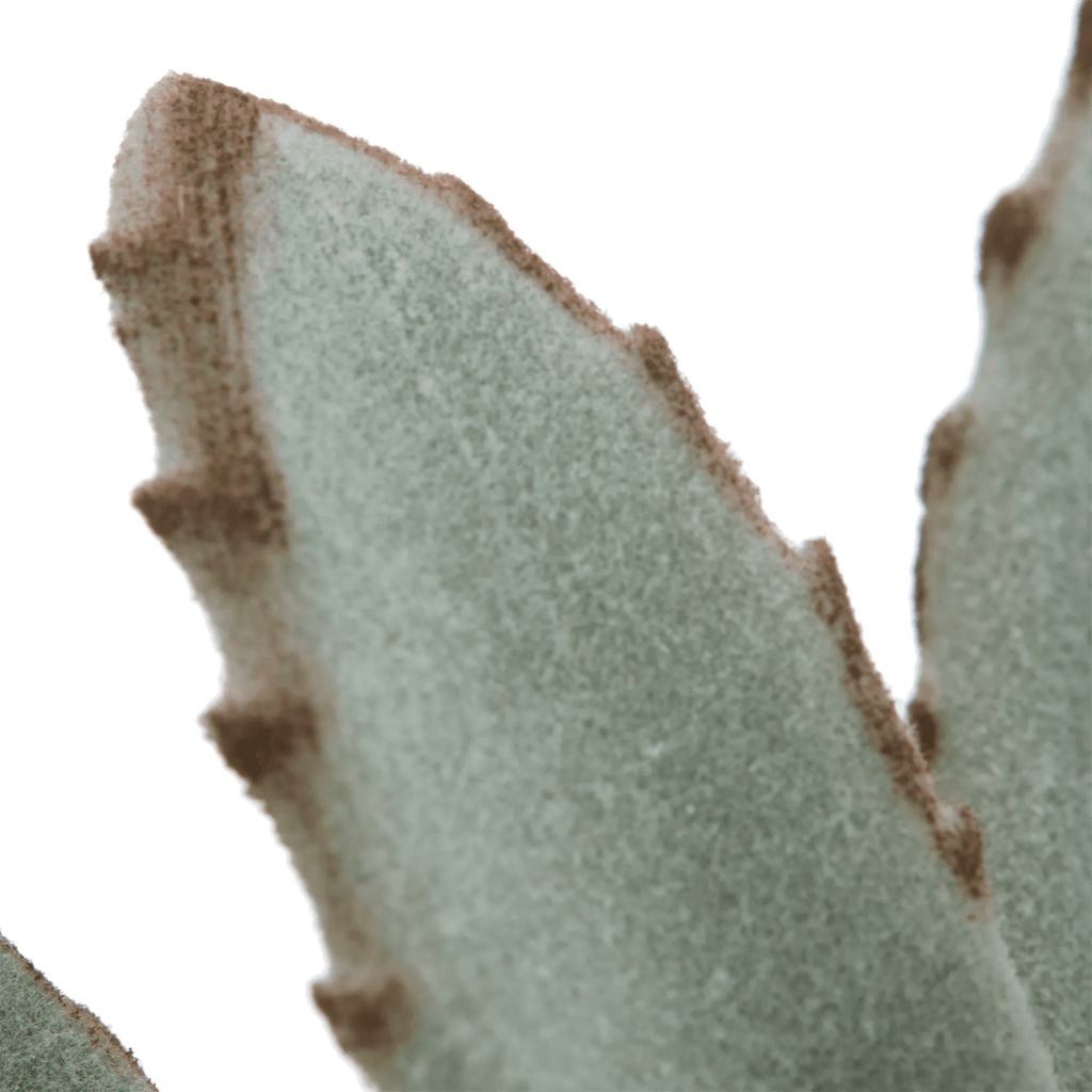 Succulent in Ceramic Pot