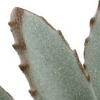 Succulent in Ceramic Pot