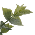 Artificial Eucalyptus in Ceramic Pot