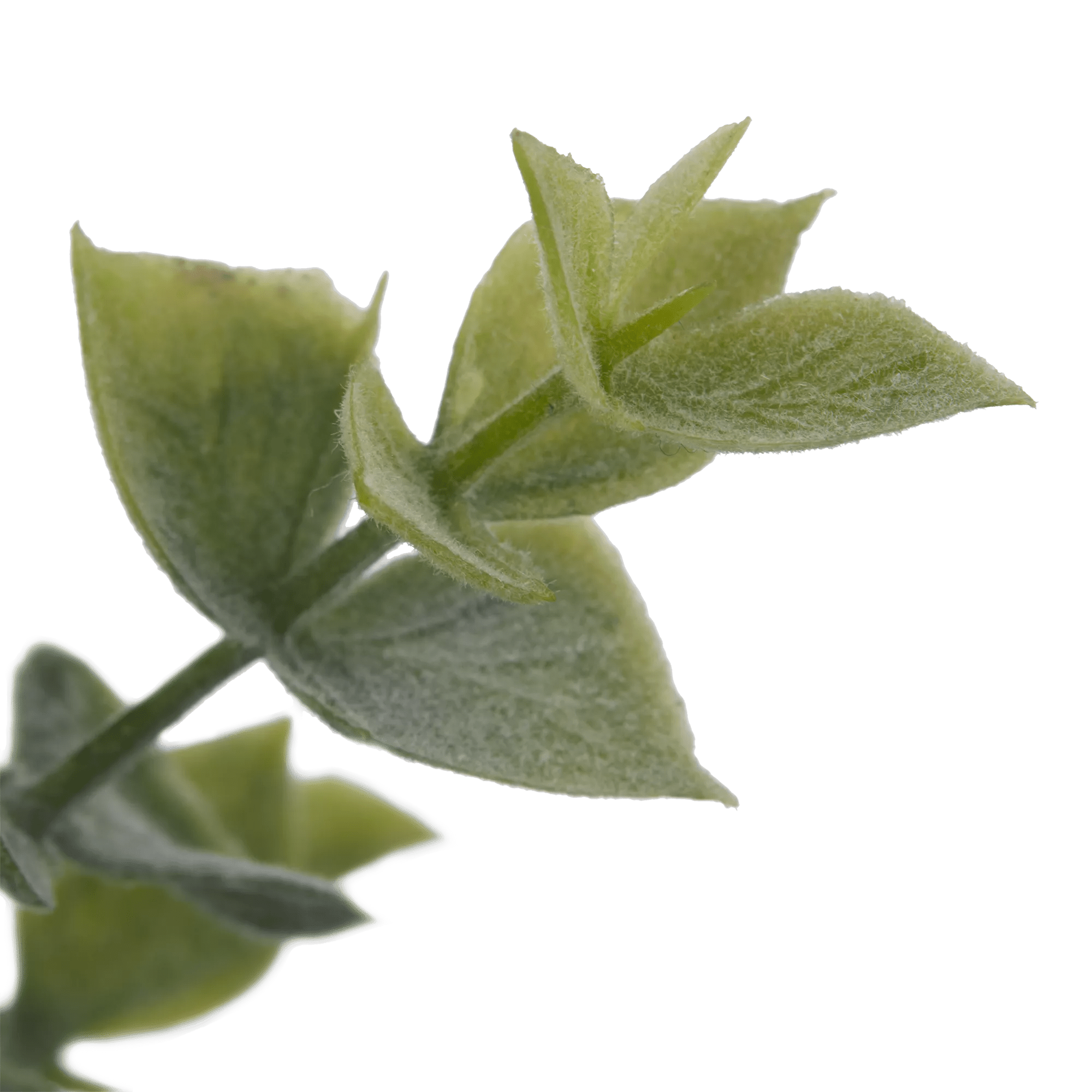 Artificial Eucalyptus in Ceramic Pot