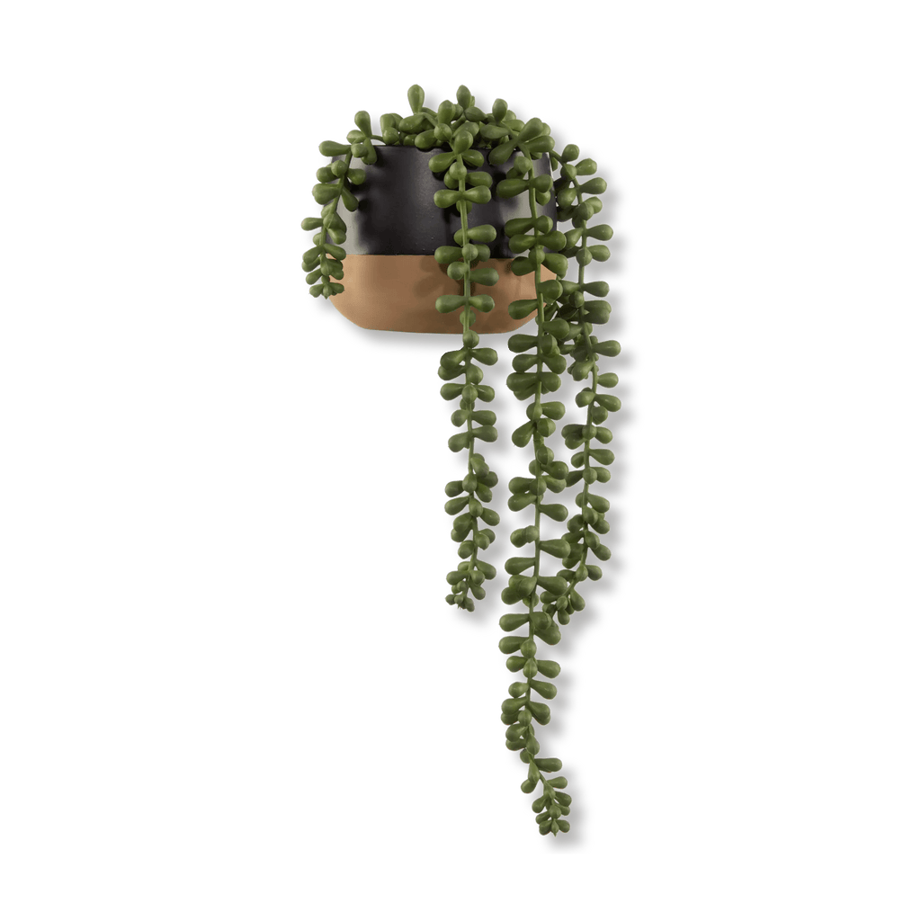 Waterfall Plant in Ceramic Pot