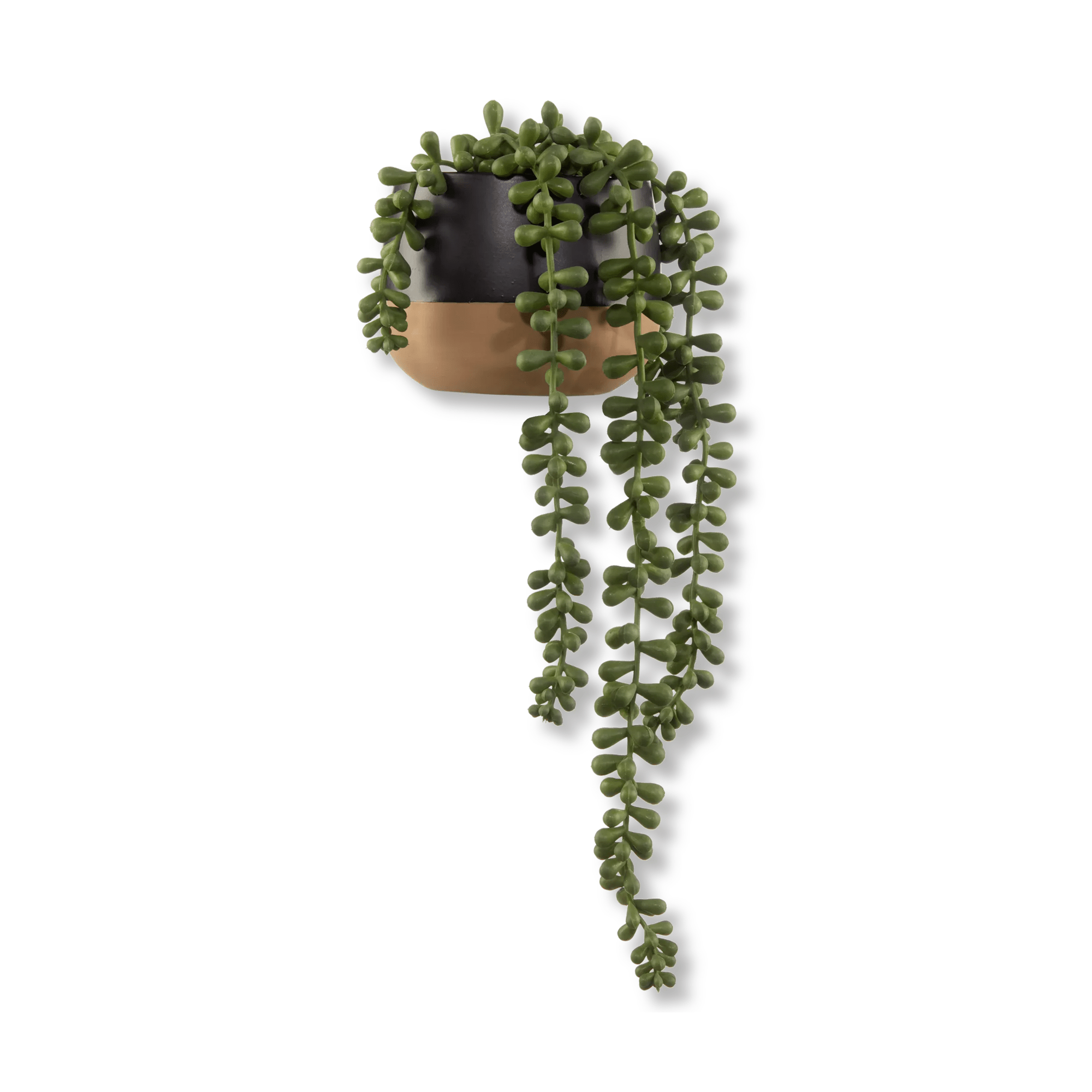 Waterfall Plant in Ceramic Pot