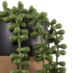 Waterfall Plant in Ceramic Pot