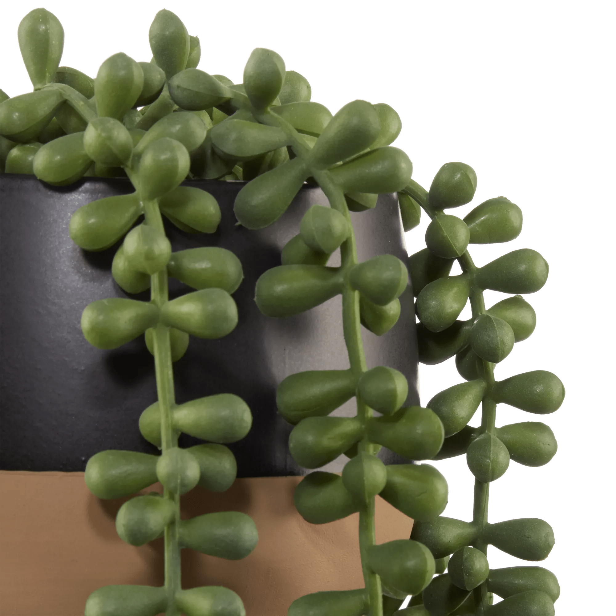 Waterfall Plant in Ceramic Pot