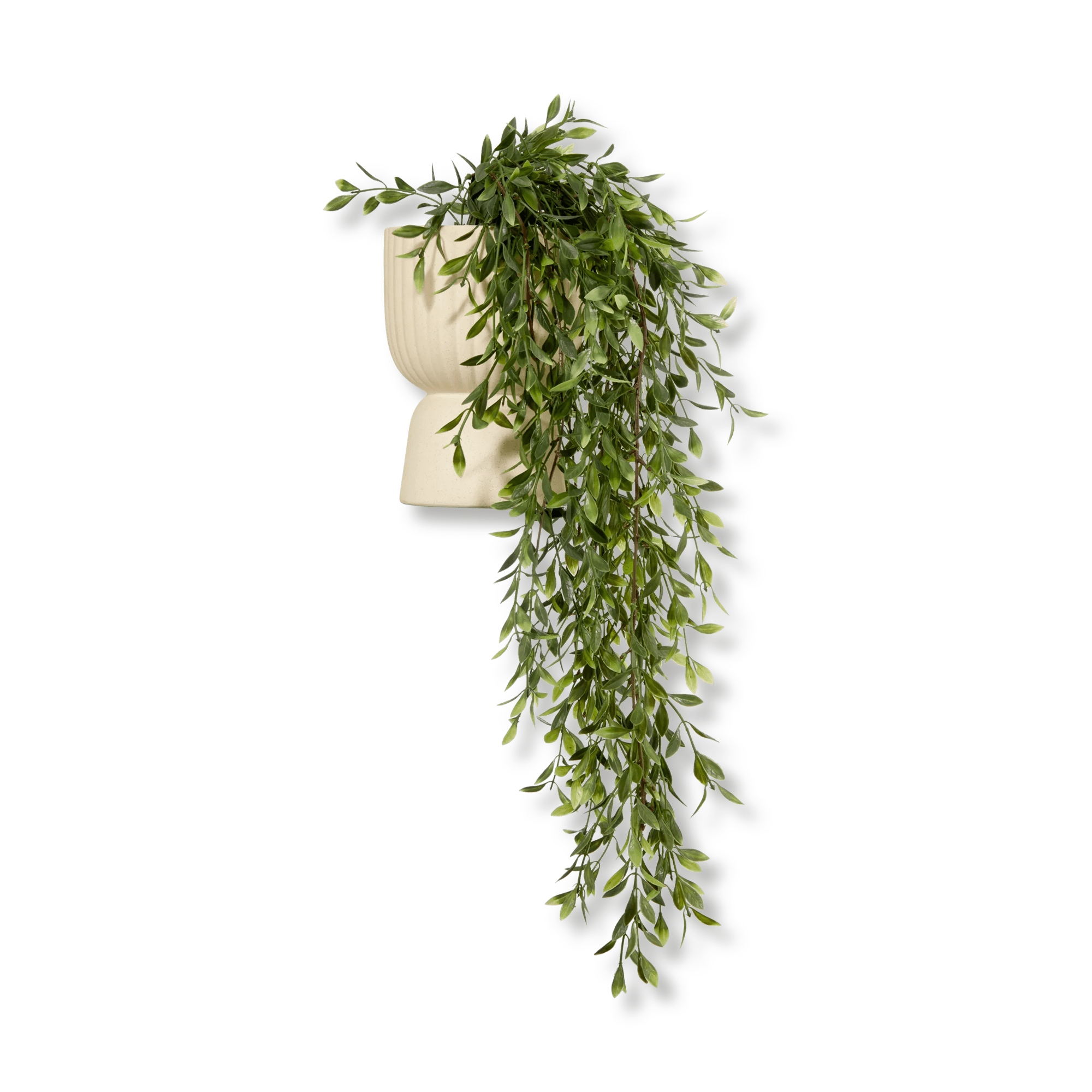 Waterfall Plant in Ceramic Pot