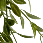 Waterfall Plant in Ceramic Pot