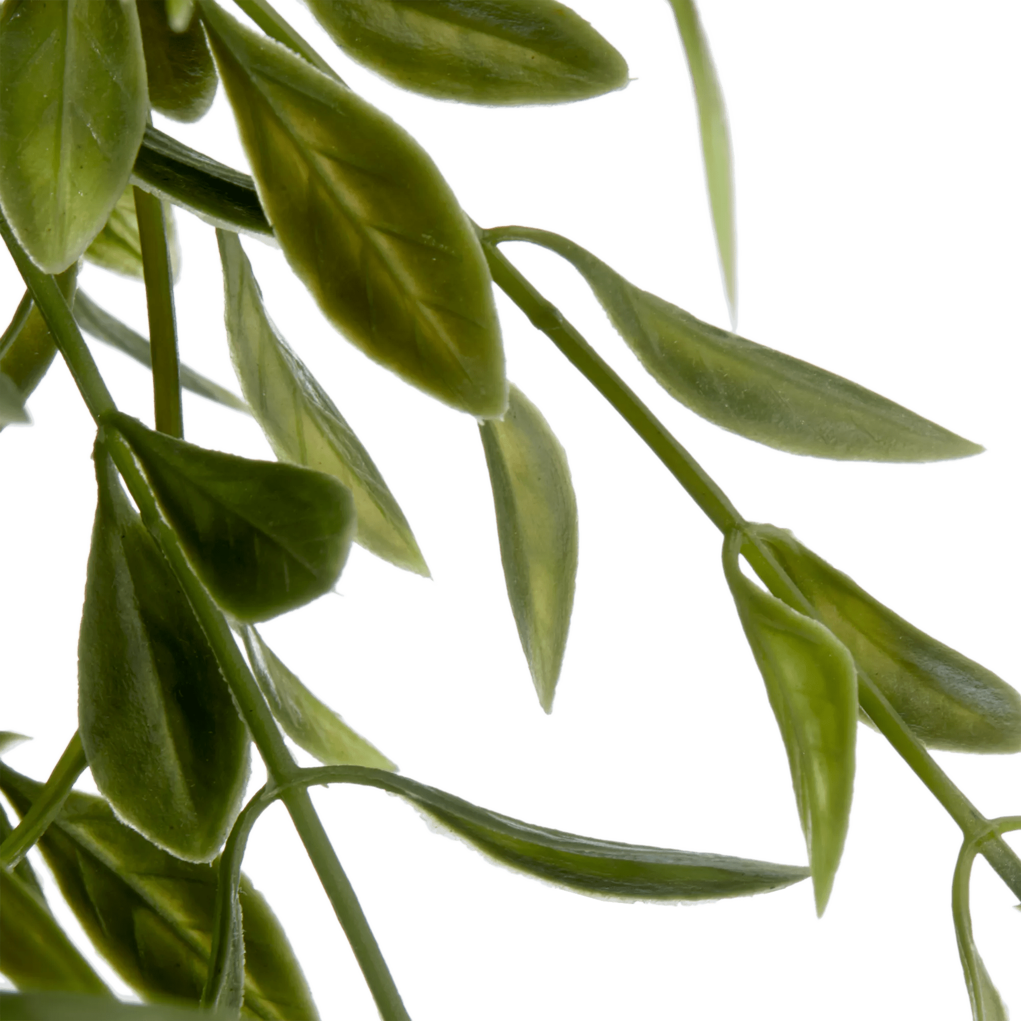 Waterfall Plant in Ceramic Pot