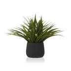 Grass in Ceramic Pot