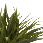 Grass in Ceramic Pot