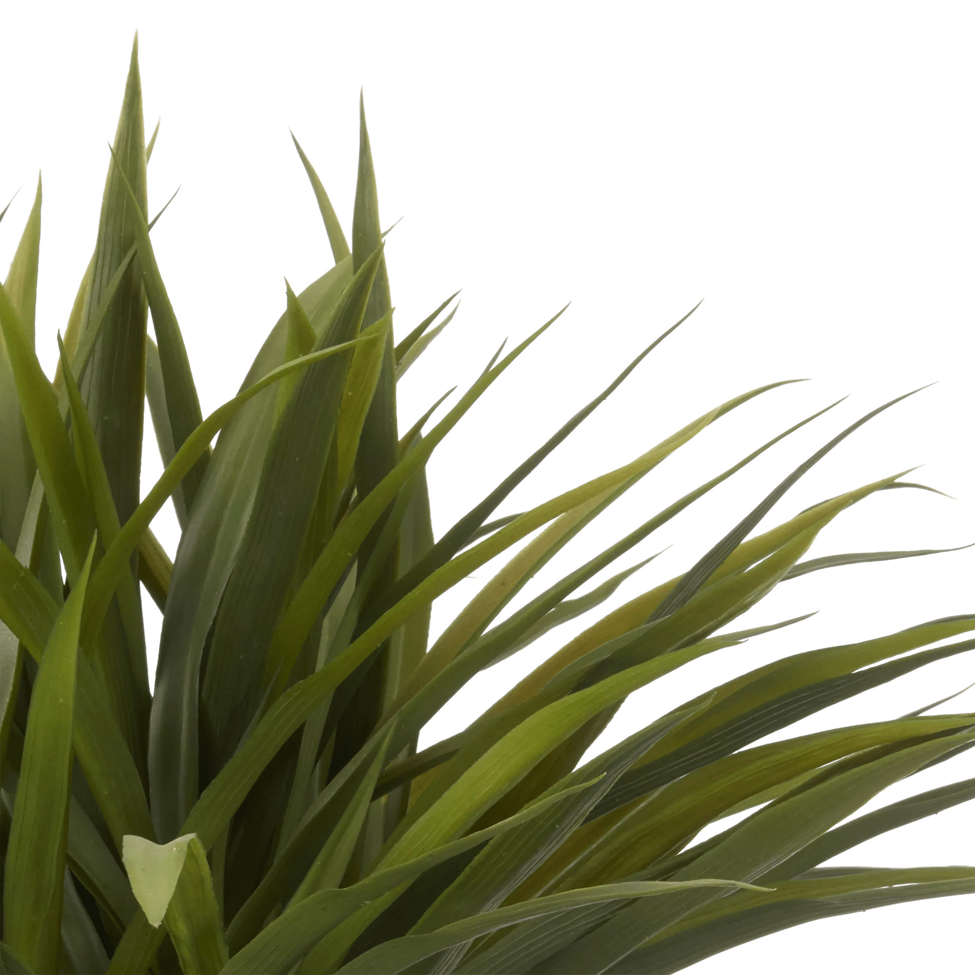 Grass in Ceramic Pot