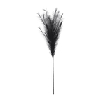 Black Pampas Stem