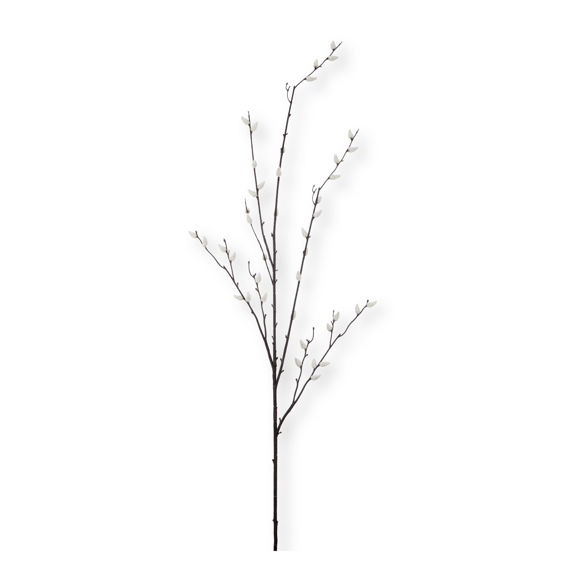 Pussy Willow Stem