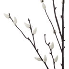 Pussy Willow Stem