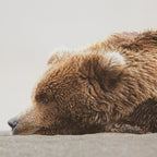 Sleeping Bear Printed Framed Canvas