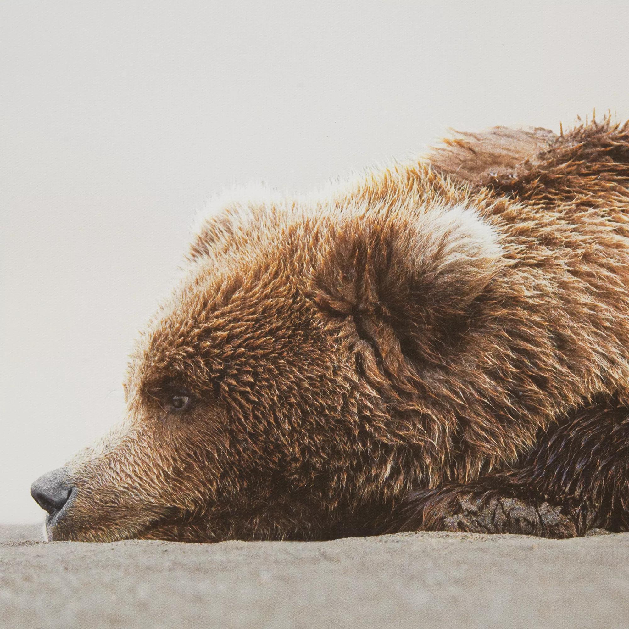 Sleeping Bear Printed Framed Canvas