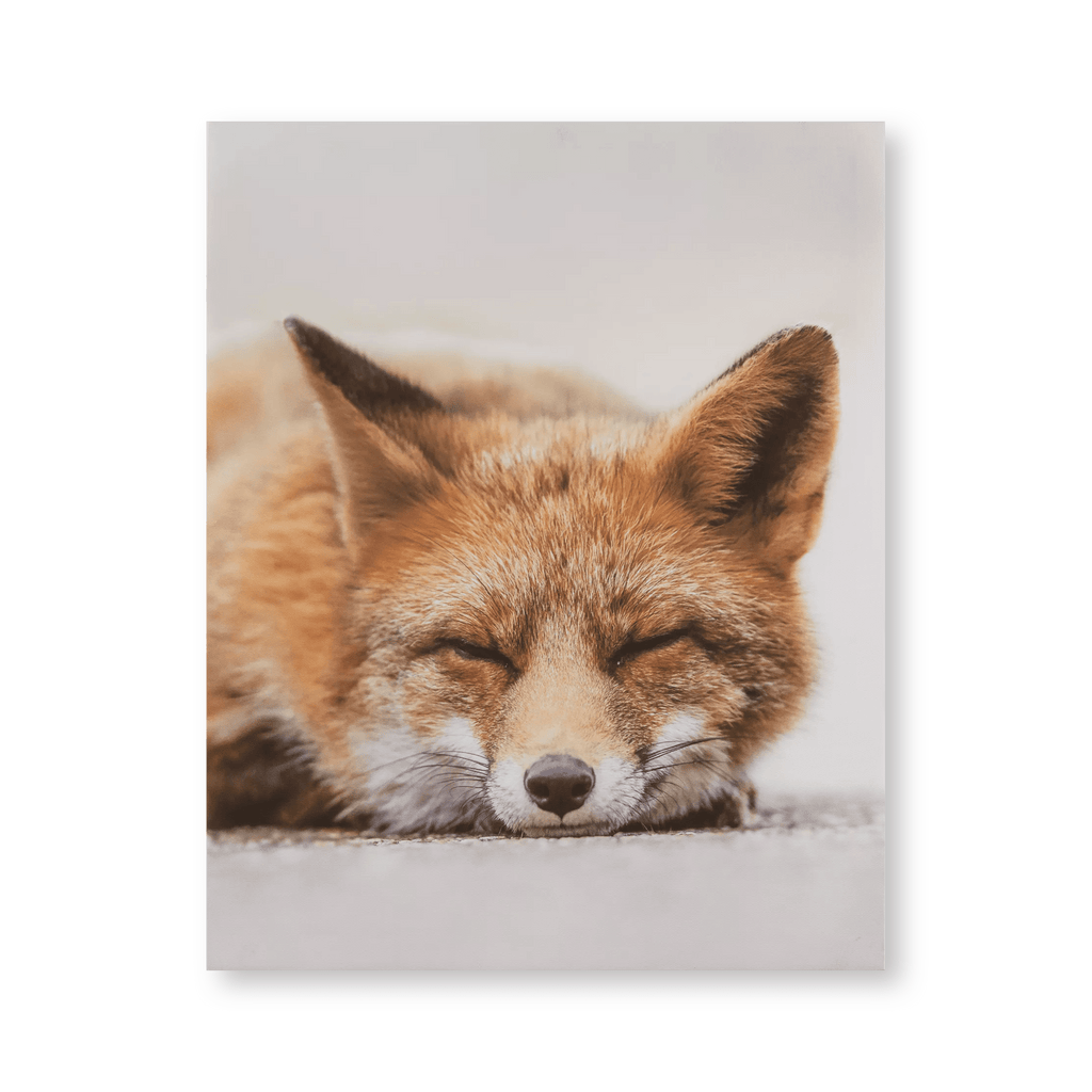 Sleeping Fox Wall Art